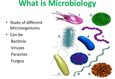 What is Microbiology