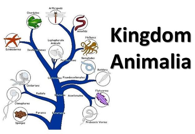 (kingdom Animilia (characteristics of the 5 kingdoms