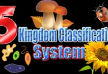 Five Kingdome Classification System