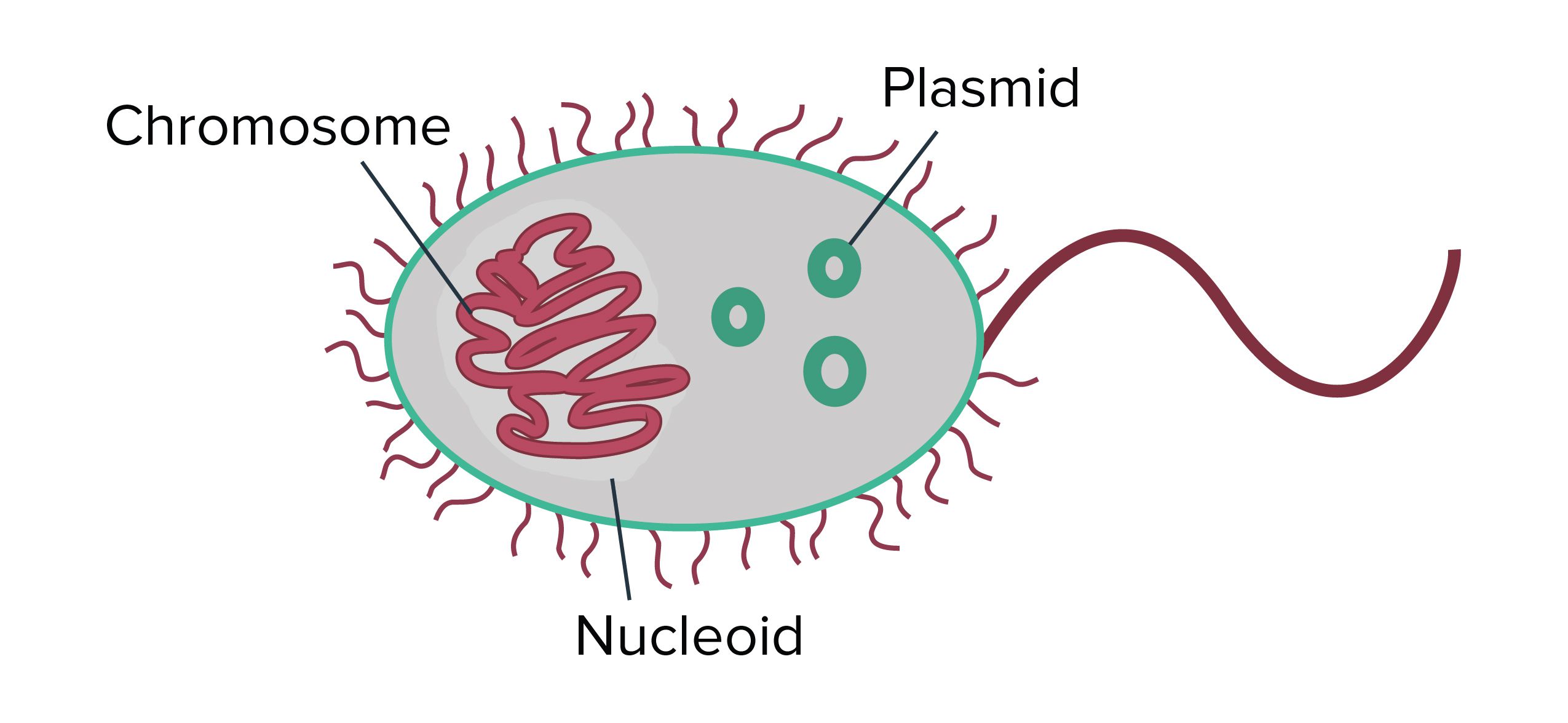 Nucleoid