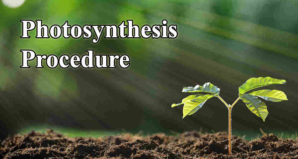 Photosynthesis procedure