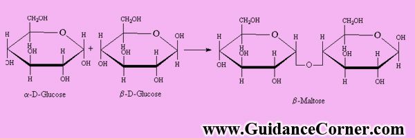 Trisaccharides (Carbohydrates)
