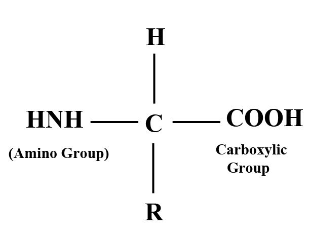 amino group