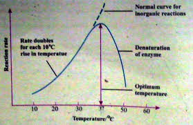 effect of temperature on enzyme reaction