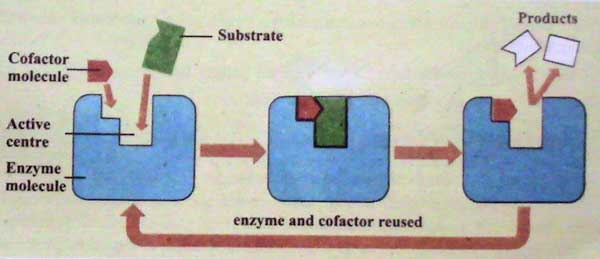 enzymes and cofactor reused