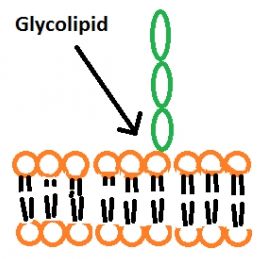 glycolipids
