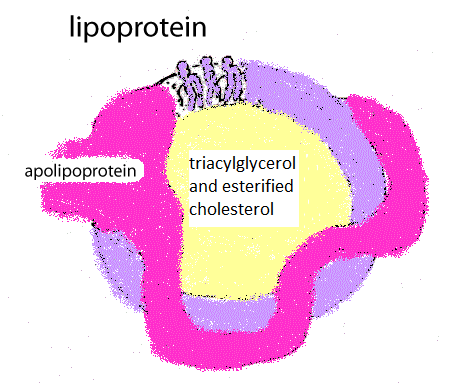 lipoprotins