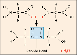 peptide linkage