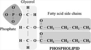 phospholipids in lipids