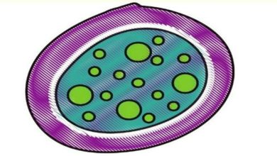 cytoplasm