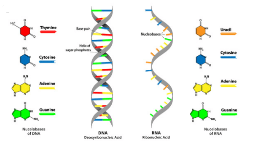 Difference Between DNA and RNA