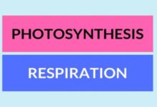 Difference Between Photosynthesis and Respiration