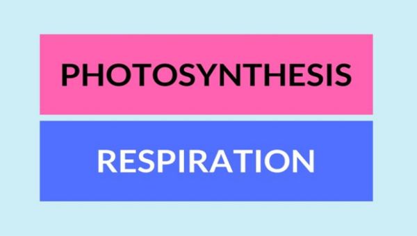 Difference Between Photosynthesis and Respiration