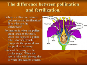 Differentiate Between Pollination And Fertilization