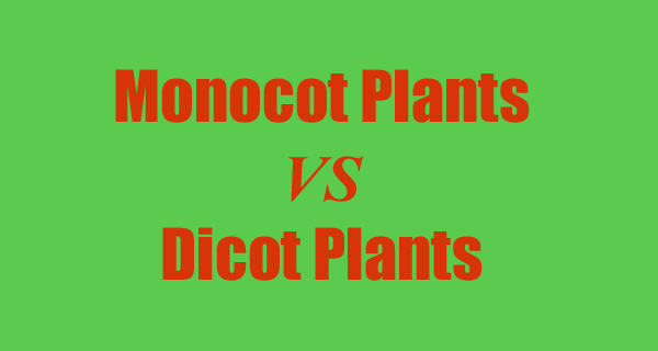 Monocot and Dicot Plants
