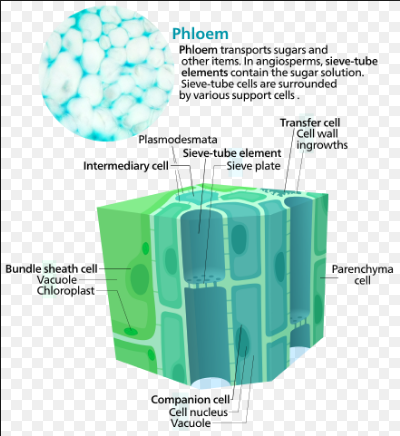 Phloem Anatomy