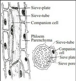 Phloem tissue