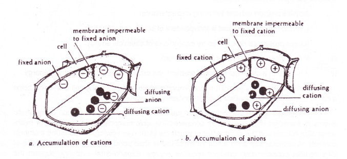 action of cation and anion