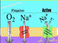 active and passive transport