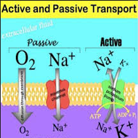 active and passive transport