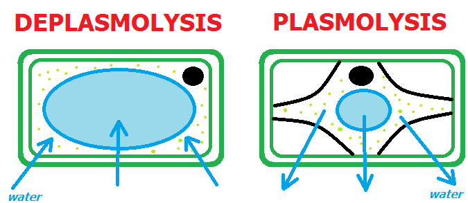 importance of plasmolysis and deplasmolysis