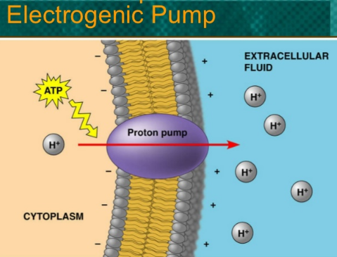 electrogenitic pump