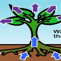 translocation of water in plants