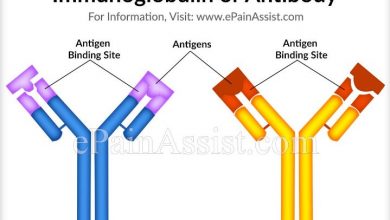 what is antibody