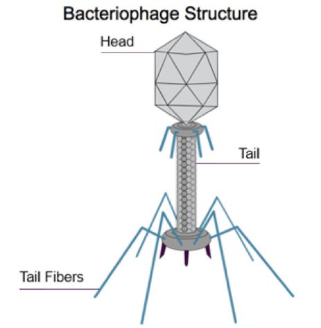 Bacteriophage structure