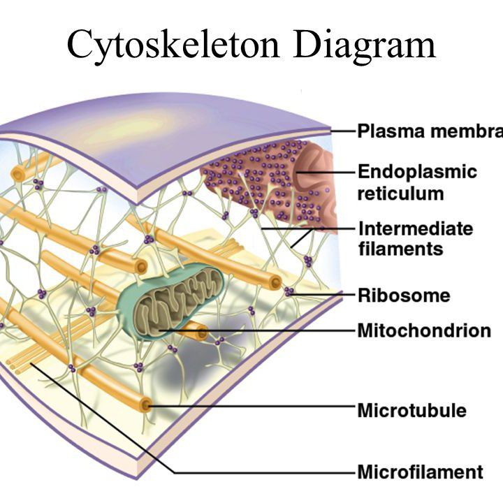 Cytoskeleton (body) Structure
