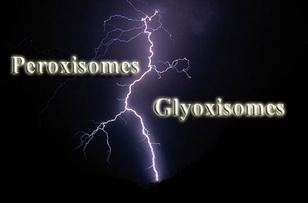 Difference between Peroxisomes and Glyoxisomes