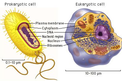 Difference between Prokaryotic and Eukaryotic Cells