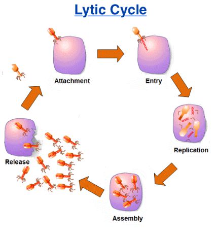 Lytic cycle