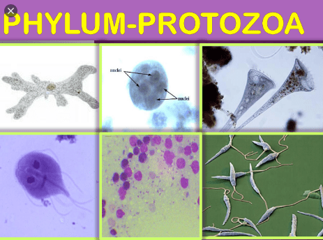Characteristics of Phylum Protozoa