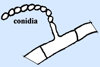 Conidia Formation