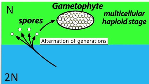 Formation of gametophyte from spores