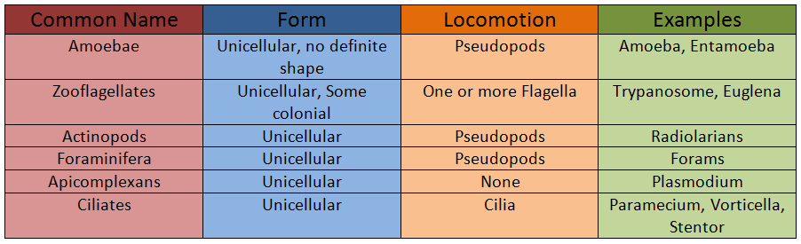 Groups of Protozoa (Table)