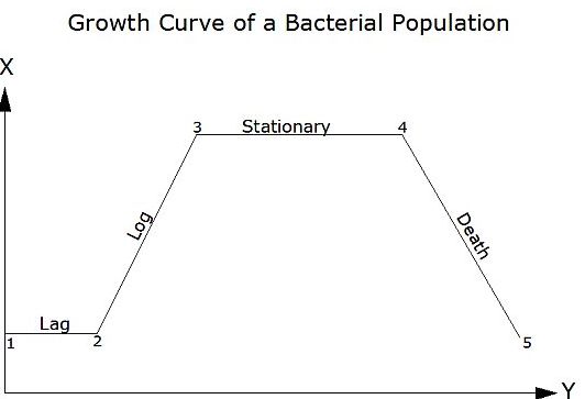 Growth in Bacteria