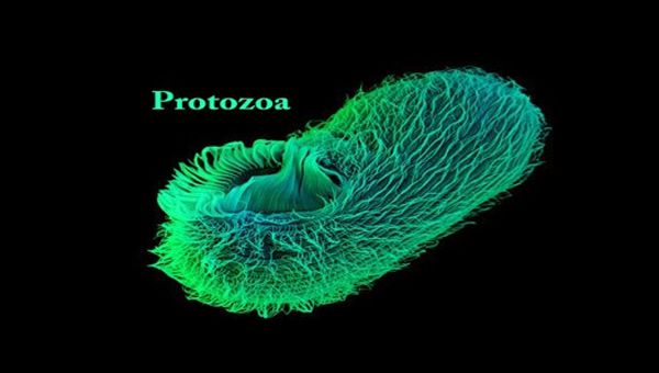 Phylum Protozoa