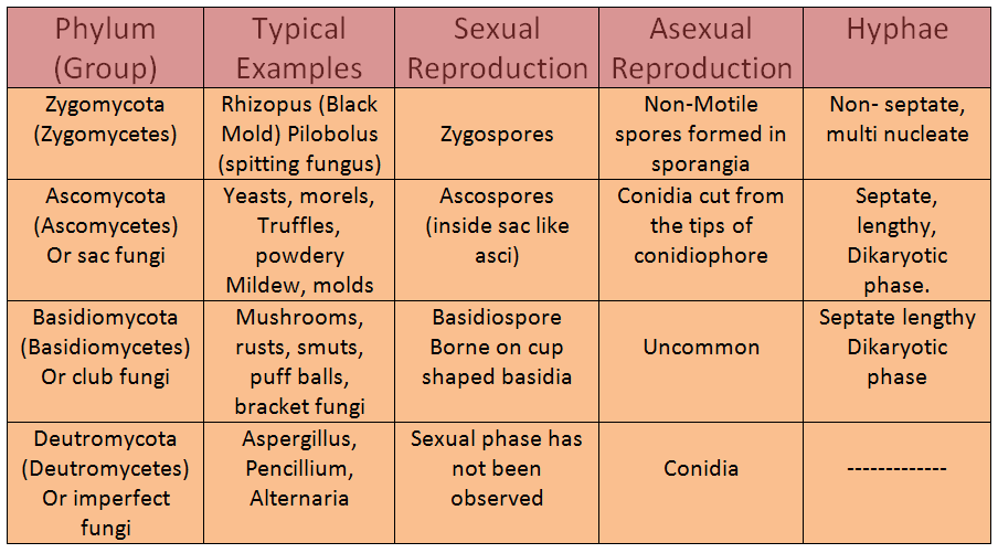 classification of fungi (Table)