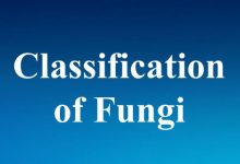 classification of fungi