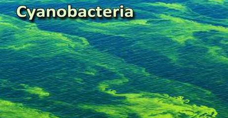 cynobacteria