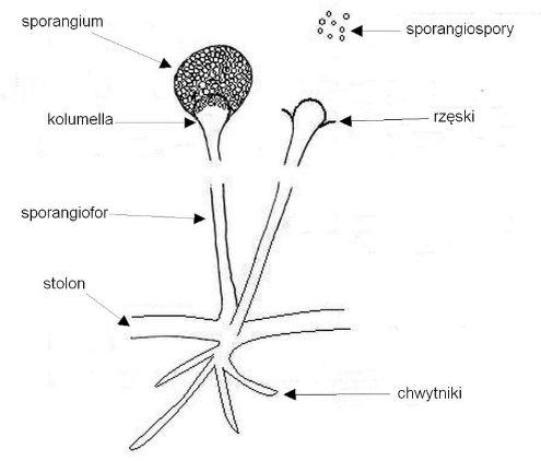zygomycota STRUCTURE