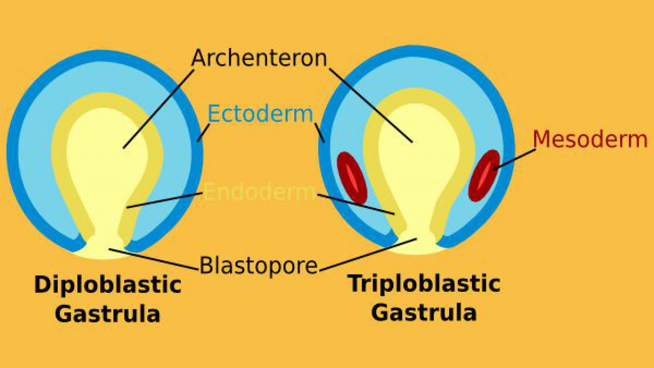 Difference Between Diploblastic and Triploblastic Organization