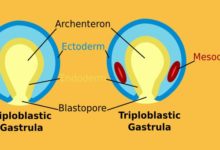 Difference between Diploblastic Organization and Triploblastic Organization