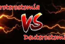 Difference between Series Proterostomia and Series Deuterostomia