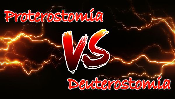 Difference between Series Proterostomia and Series Deuterostomia