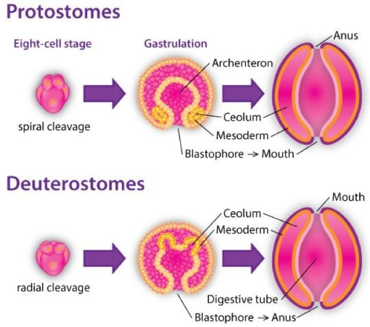 Difference between Series protostomia and Series Deuterostomia
