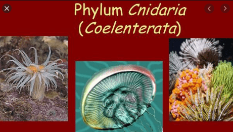 Characteristics of Coelenterata 