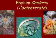 Phylum Coelentrata